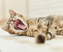 علت بوی بد دهان گربه و راه‌های درمان آن
