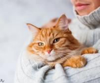 تاثیرات گربه‌ها بر سلامت جسم و روح انسان‌ها