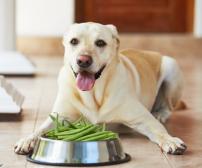 آیا سگ‌ها می‌توانند نخود فرنگی بخورند؟