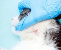 علل و درمان مشکلات پوستی در گربه ها
