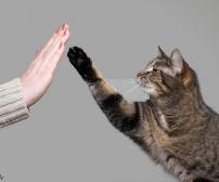 آموزش دست دادن به گربه یا های فایو