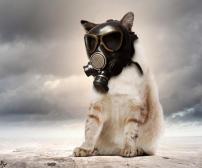 تاثیر آلودگی هوا بر حیوانات خانگی