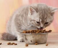 تغذیه صحیح بچه گربه