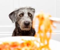 اصلاح رفتار التماس غذا در سگ
