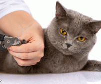 کوتاه کردن ناخن گربه