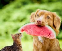 آیا سگ و گربه می توانند هندوانه بخورند؟
