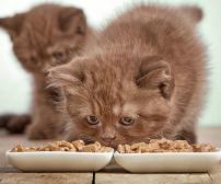 نیازهای غذایی بچه گربه