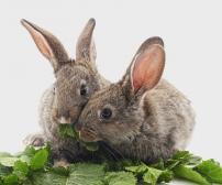 رژیم غذایی مناسب خرگوش