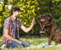 آموزش دست دادن به سگ