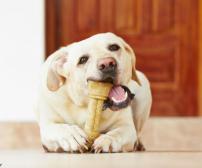 فواید و مضرات استخوان برای سگ ها
