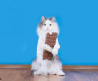 آیا گربه می تواند شکلات بخورد؟