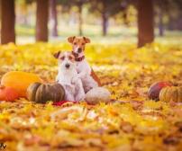 خطر‌ات فصل پاییز برای سگ ها