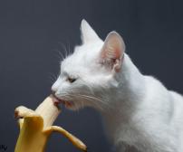 آیا گربه ها می توانند موز بخورند؟