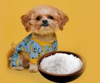 آیا سگ می تواند نمک و مواد شور بخورد؟