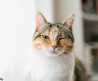 چشمک زدن گربه چه معنایی دارد؟