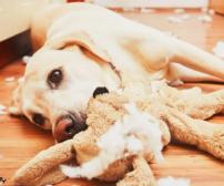 علائم، علل و درمان پیکا (هرزه خواری) در سگ