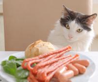 آیا گربه ها می توانند گیاهخوار باشند؟