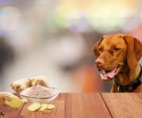 آیا سگ ها می توانند زنجبیل بخورند؟