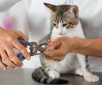 چگونه ناخن های گربه خود را کوتاه کنیم؟