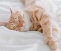 چرا گربه ها زیاد می خوابند؟