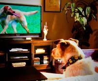 آیا سگ ها می توانند تلویزیون تماشا کنند؟