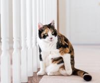 علائم و درمان آرتریت در گربه ها