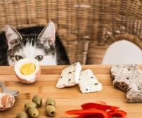 گربه ها چه غذاهای انسانی را می توانند بخورند؟