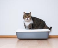 آموزش توالت به گربه در 5 مرحله