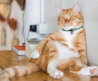 وزن ایده آل گربه ها چقدر باید باشد؟