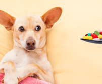 راهنمای استفاده و عوارض جانبی گلوکزامین برای سگ