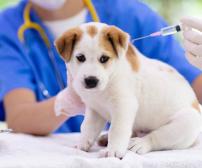 برنامه واکسیناسیون سگ