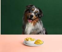 آیا سگ ها می توانند انبه بخورند؟