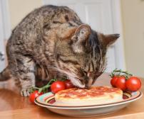 چرا گربه من همیشه گرسنه است؟