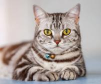 10 نژاد گربه با طولانی ترین طول عمر