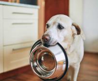 چگونه برای سگ رژیم غذایی تعیین کنیم