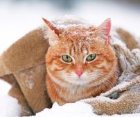 4 راه برای فعال نگه داشتن گربه در زمستان