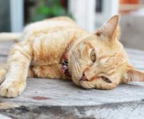 علل، علائم و درمان سنگ کلیه در گربه