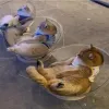جای خواب شیشه ای گربه مدل فضایی Space Capsule Cat Bed