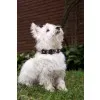 قلاده گردنی اسنوپی مشکی : Zooz Collar Snoopy Film Black