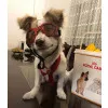 عینک سگ تافی