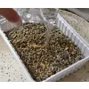 بذر علف گربه با رایحه علفزار تازه Gim Cat Grass Fresh Meadow