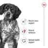 رویال کنین مدیوم ادالت :: Royal Canin Medium Adult