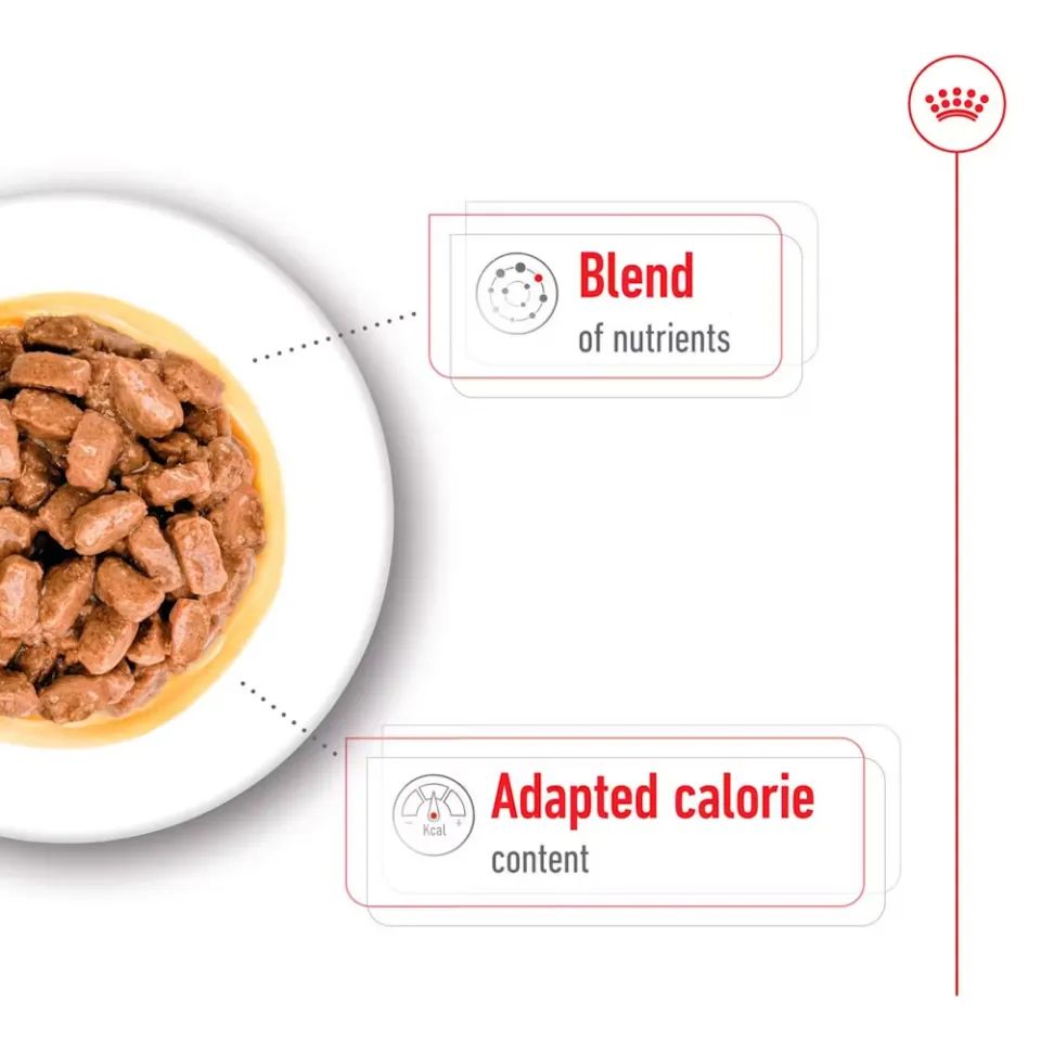 پوچ سگ نژاد کوچک بالای 8 سال رویال کنین : Royal Canin Mini Ageing