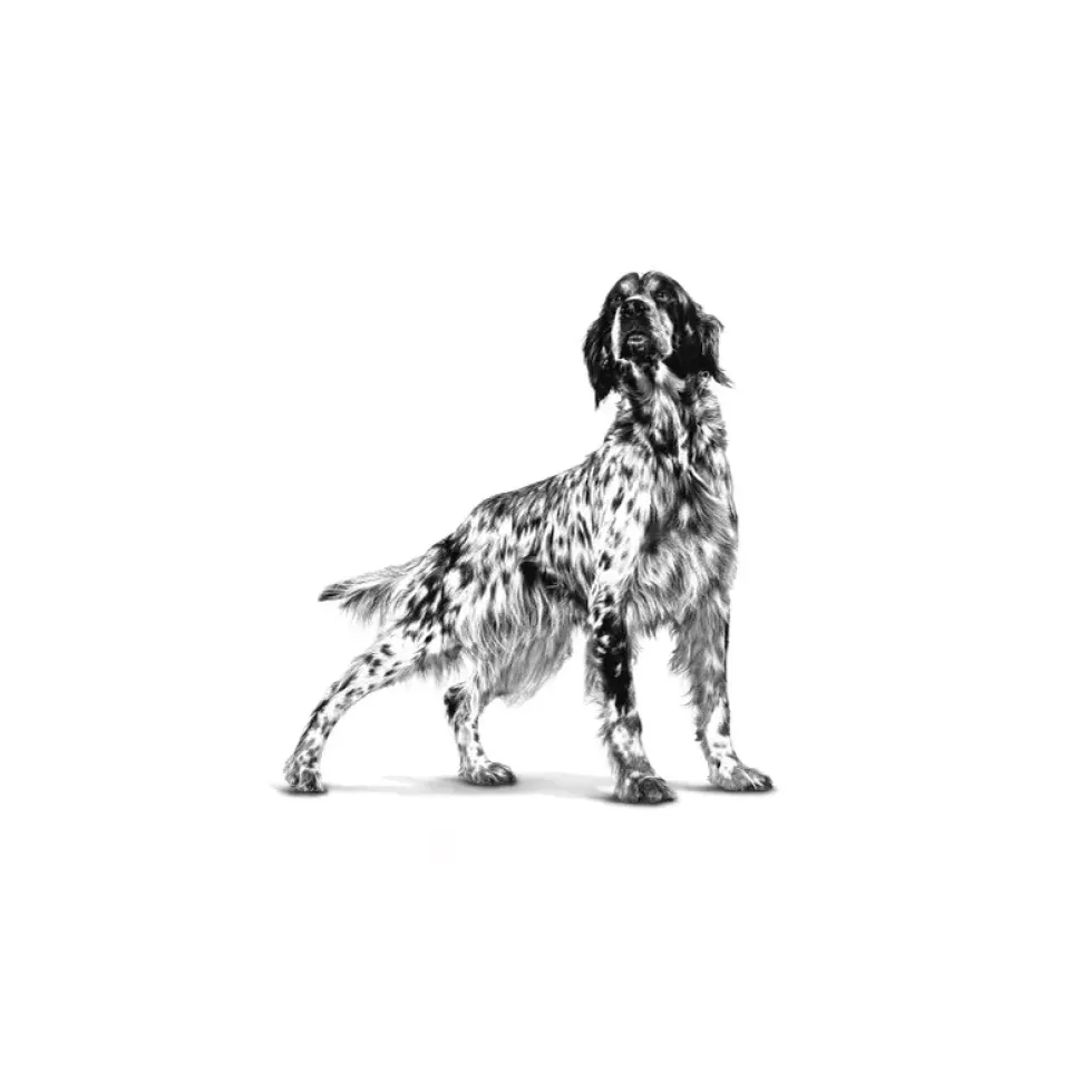 غذای خشک سگ های فایبر رویال کنین Royal Canin GastroIntestinal High fibre 