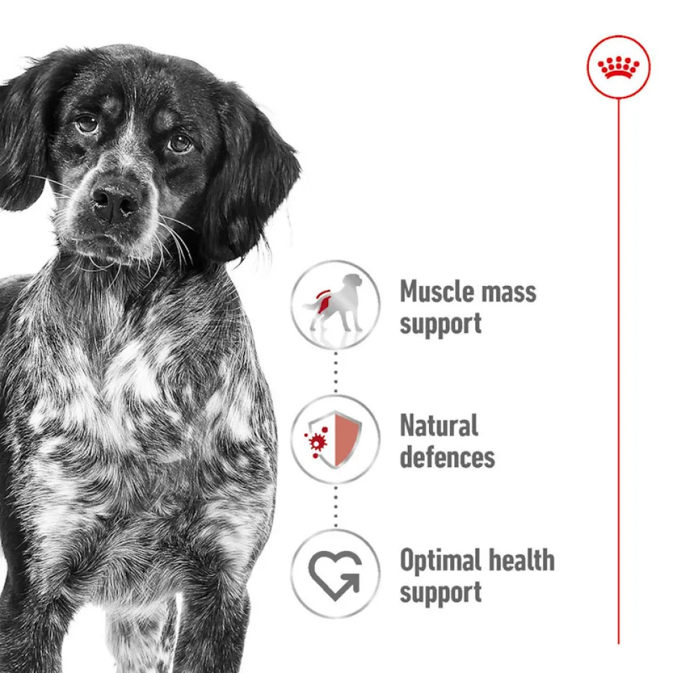 رویال کنین مدیوم ادالت :: Royal Canin Medium Adult