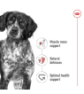رویال کنین مدیوم ادالت :: Royal Canin Medium Adult